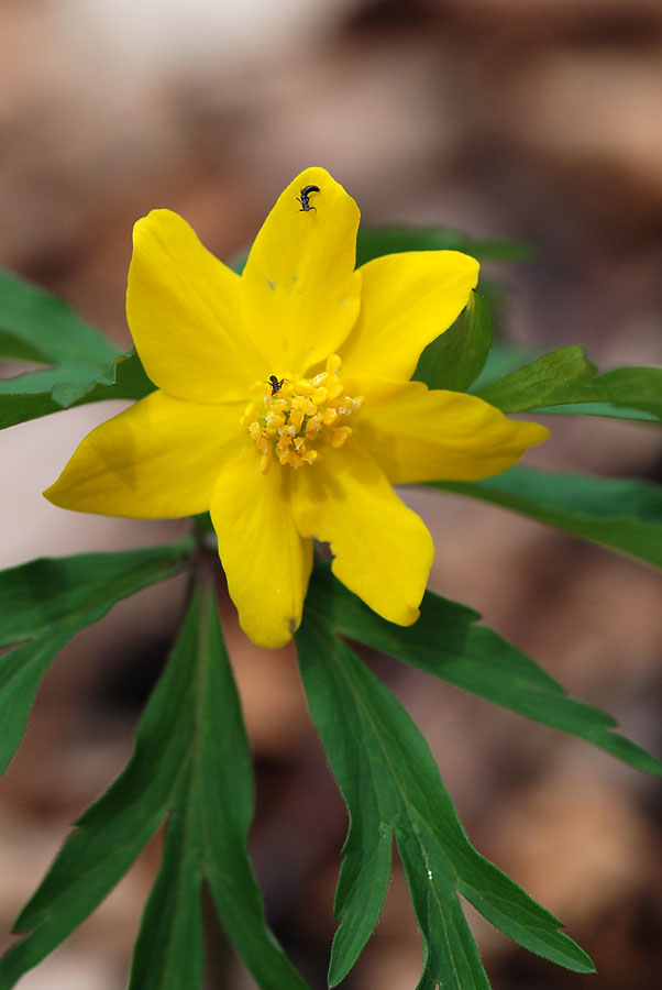Anemonoides ranunculoides / Anemone giallo
